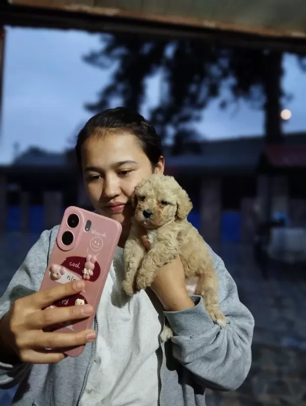 Maltipoo Teacup Tatlıler Hazırda Sizi Bekliyorlar