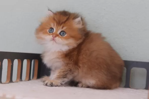 Safkan British Longhair Erkek