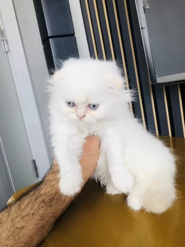 Golden Point British Longhair Bebiş