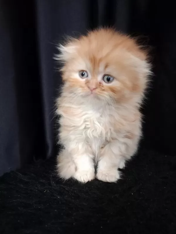 İran (persian) Longhair Yavru Kedimiz