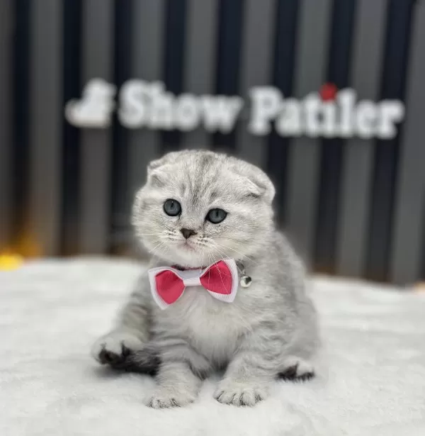 Sifir Kulak Ayı Surat Scottish Fold