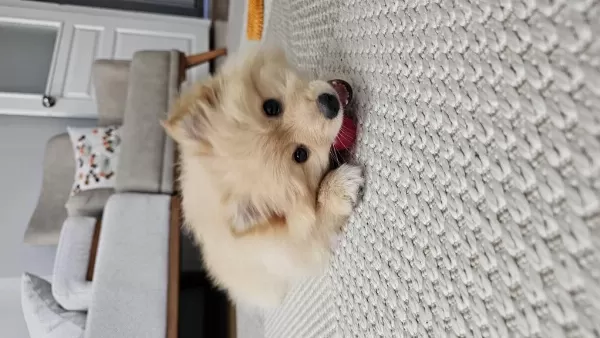 Pomeranian Köpeğimiz