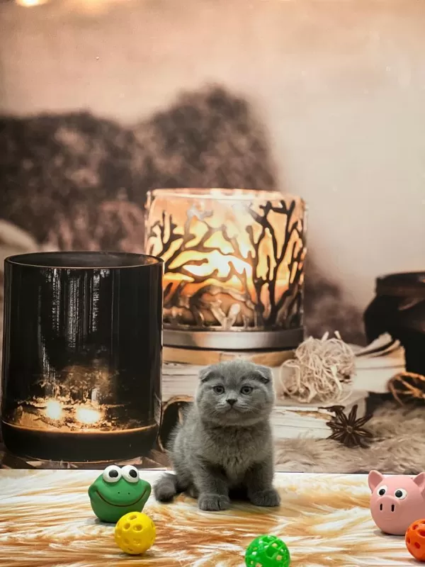 Birbirinden Güzel Scottish Fold Yavrular