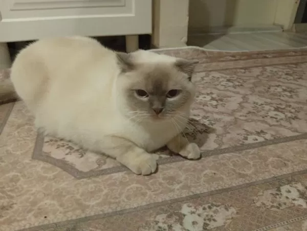 Scottish Fold Kedimiz