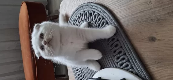 Beyaz Sevimli Scottish Fold Erkek Yavru