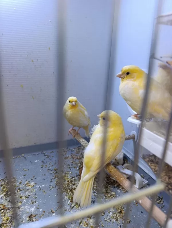 3 Aylık Kanaryalar Sahiplendirilecektir