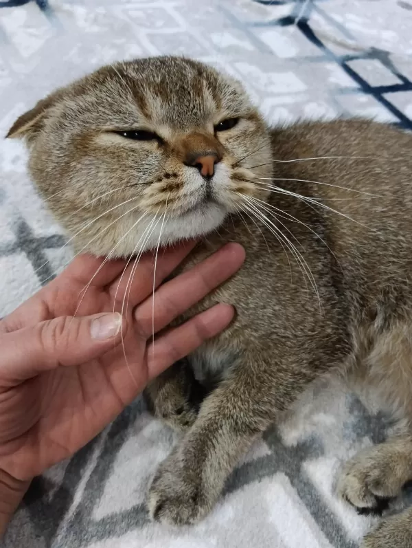 Ücretsiz 1.5 Yaşında British Silver Point Scottish Fold
