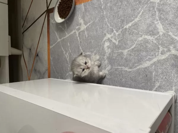 Eskişehir Tepebaşı British Longhair