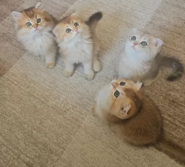 Golden Dişi Ve Erkek Bebek Kediler