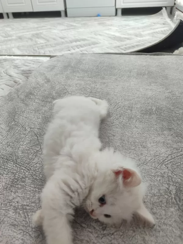 Farklı Gözleriyle Kalbinizi Çalacak Kedimiz