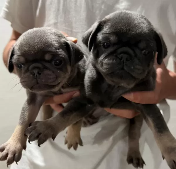 Renk Cümbüşü Gülkuyruk Pug Köpekler