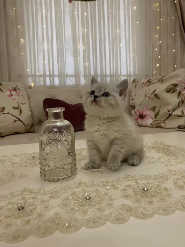 Güzel Bebek Kedilerim