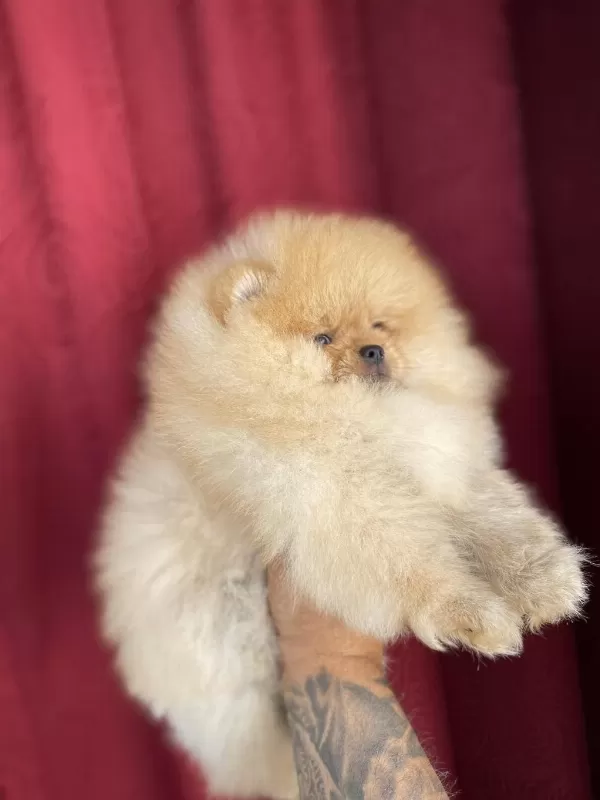 Garantili Orj Pomeranian