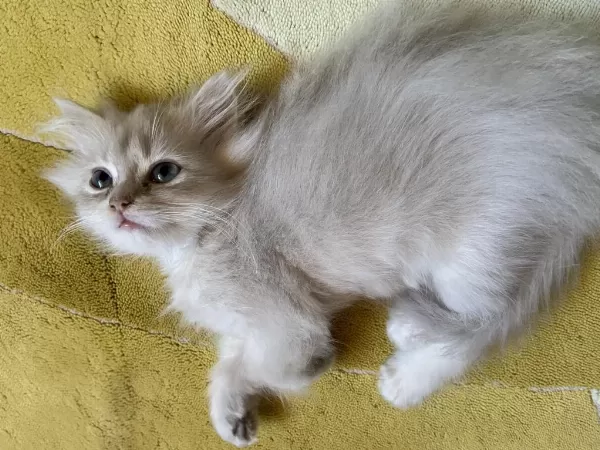 British Longhair Kedisi Erkek