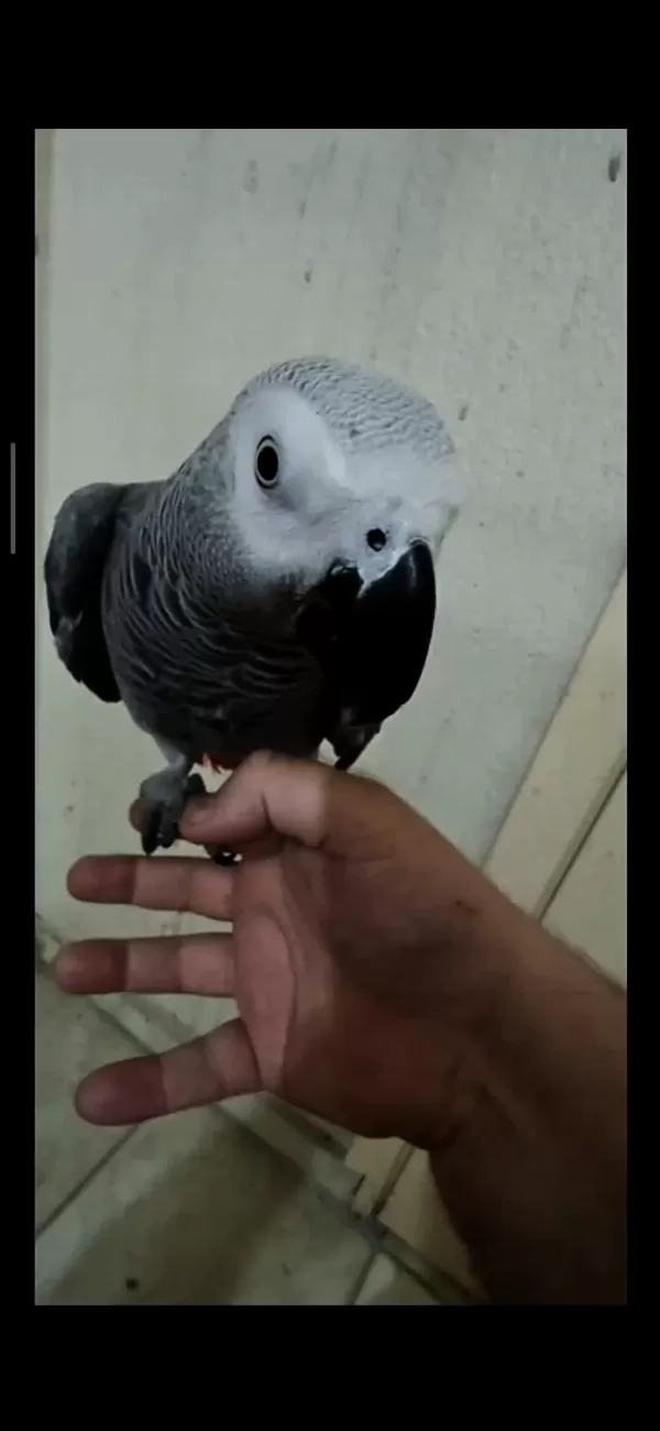 Full Evcil Jako Papağanı