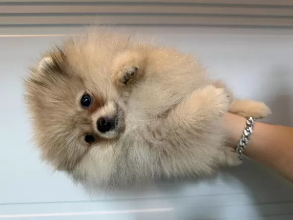 Pomeranian Boo Harika Yavrumuz