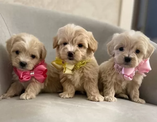 Maltipoo Yavrularımız