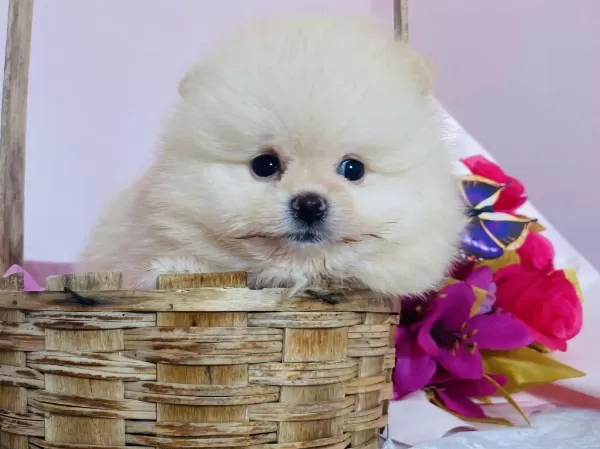 Ayı Surat Pomeranian Yavrular