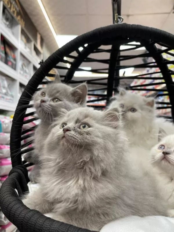 British Longhair Yavrular