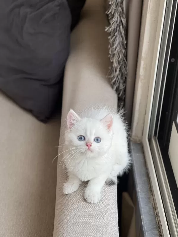 British Shorthair Beyaz Mavi Gözlü Yavrum