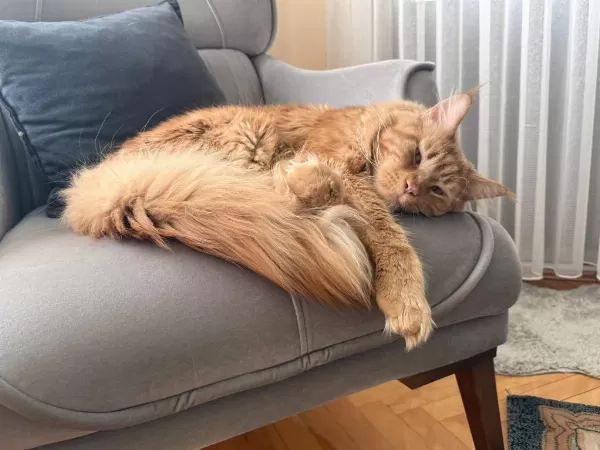 Maine Coon 1 Yaşında Erkek