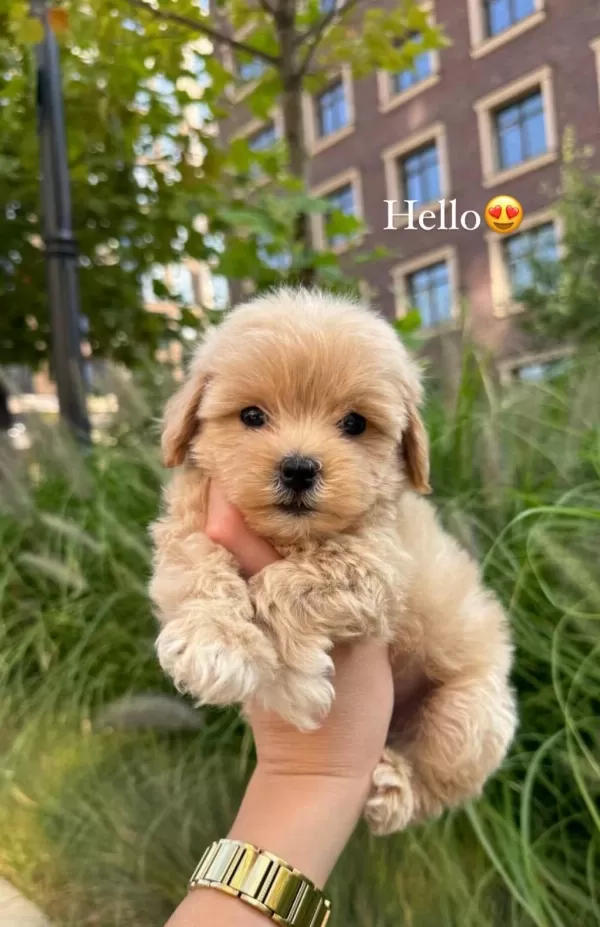 Kore Maltipoo Yavrular