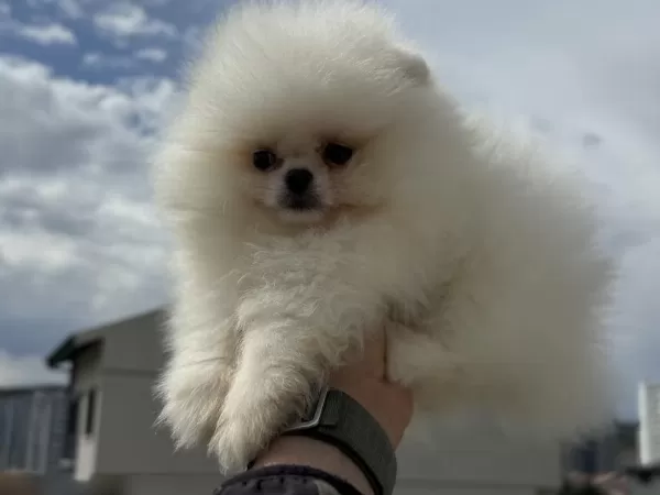 Ankarada Ziyarete Açık Teddy Face Pomeranian