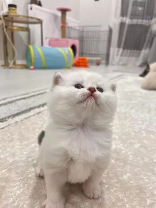 Minik Yavru Kedilerim