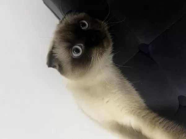 2 Yaşında Eğitimli Scottish Fold
