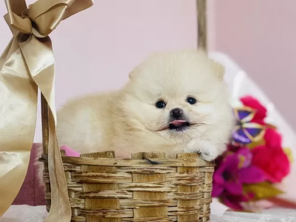 Ayı Surat Pomeranian Yavrular