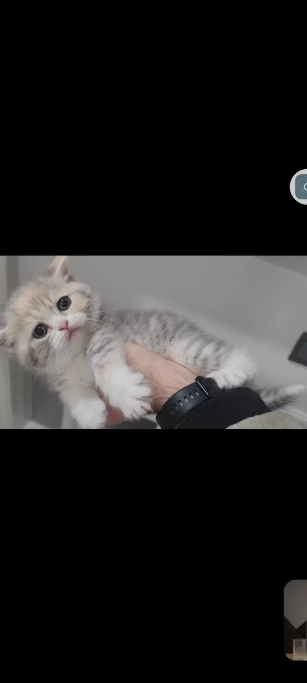 British Shorthair Kedisi