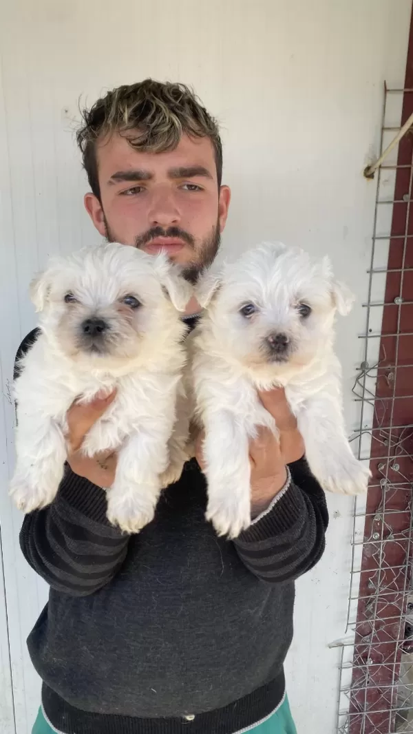 0 Numara Beyaz Maltese Terrier Yavrular