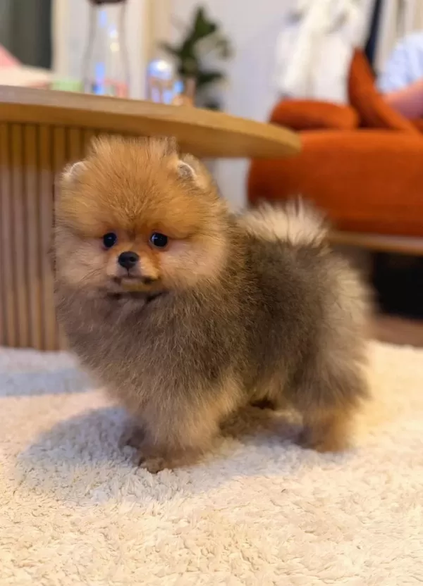 Pomeranian Boo Ayı Surat Yavrularımız