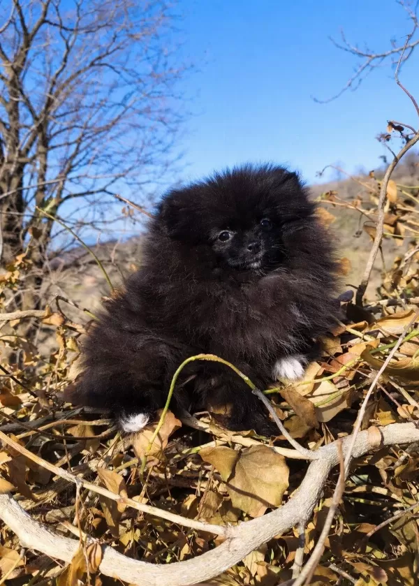 Mikro Teacup Boy Teddy Bear Sevgi Dolusu Pomeranian