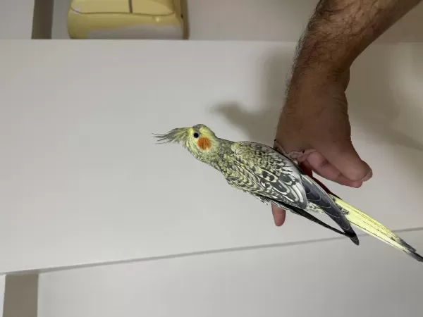 Bayram Şekeri Jumbo Erkek Sultan Papağanı