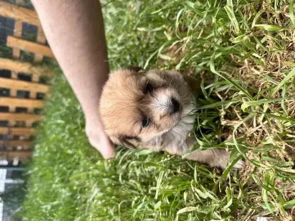 Sağlıklı Maltipoo Yavrularım