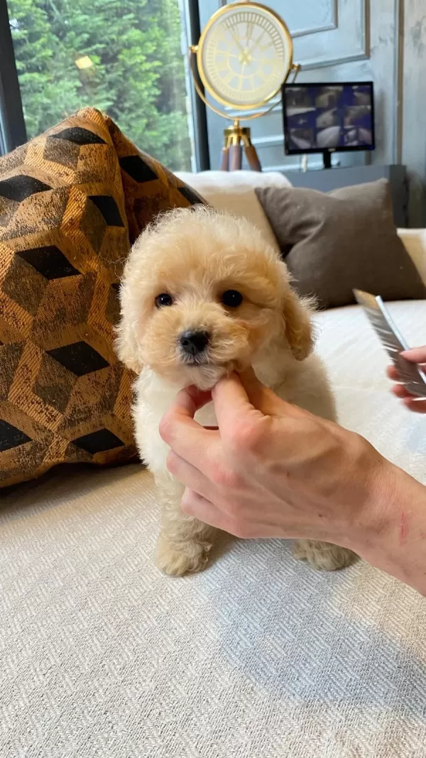 Akıllı Ve Tüy Dökmeyen Karakteriyle Maltipoo Yavrusu