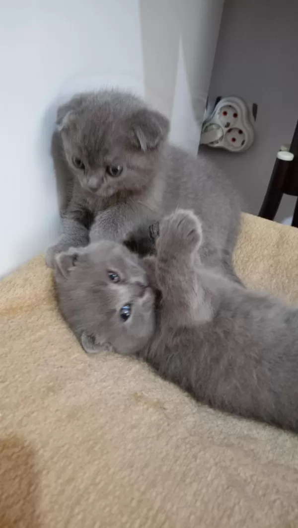 Sahibinden Scottish Fold Yavrular