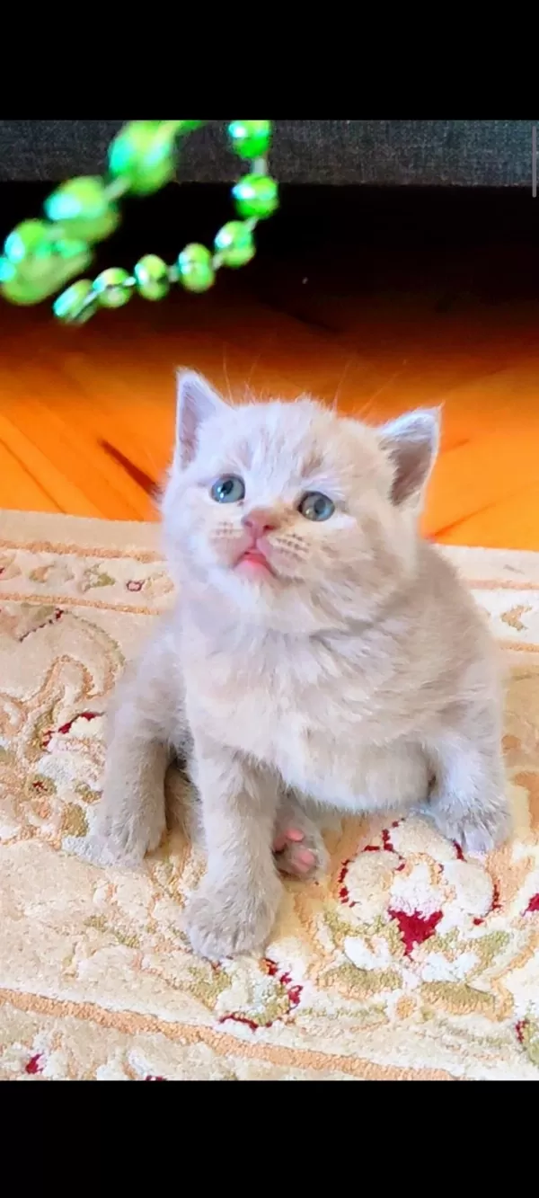 Bayram Şekeri Yavru Kedimiz