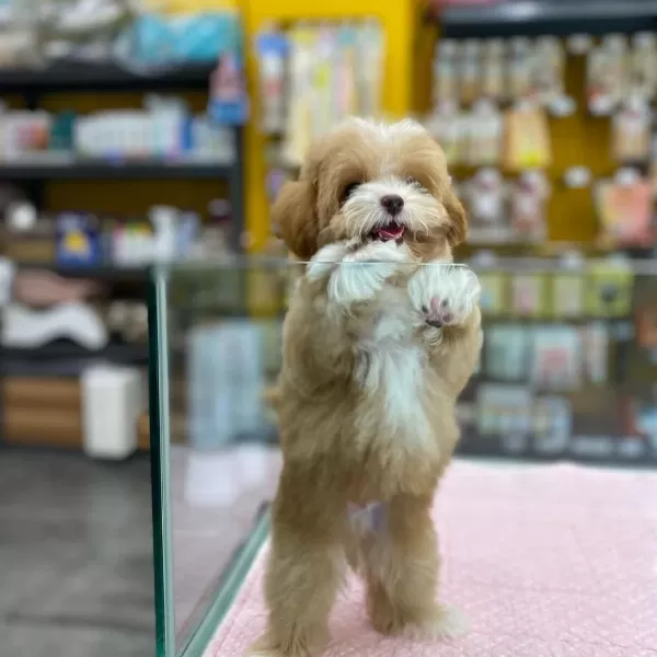 Dünya Tatlısı Maltipoo Yavruları