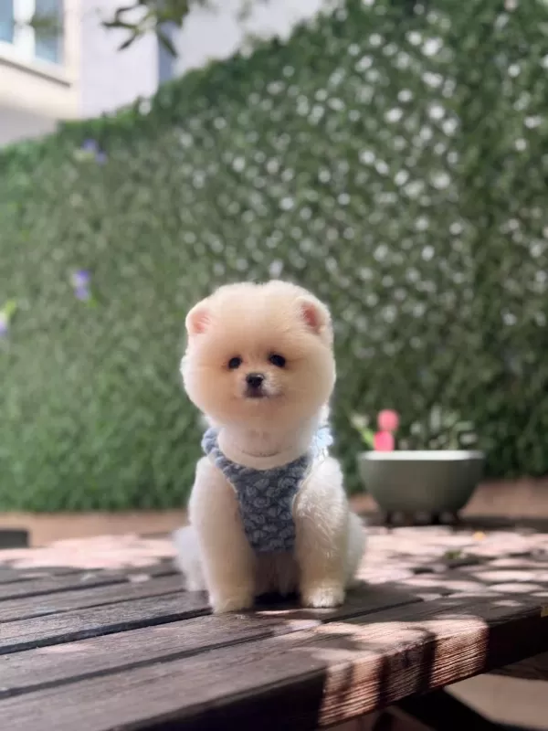 Yavru Pomeranian Boo Köpeklerimiz