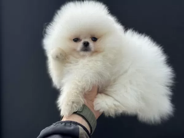 Kar Beyaz Sıfır Burun Pomeranian Boo