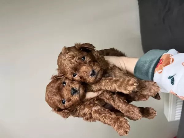 Erkek Toy Poodle Bebeklerimiz