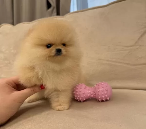 Ayıcık Surat Gerçek Pomeranian Boo Yavrular