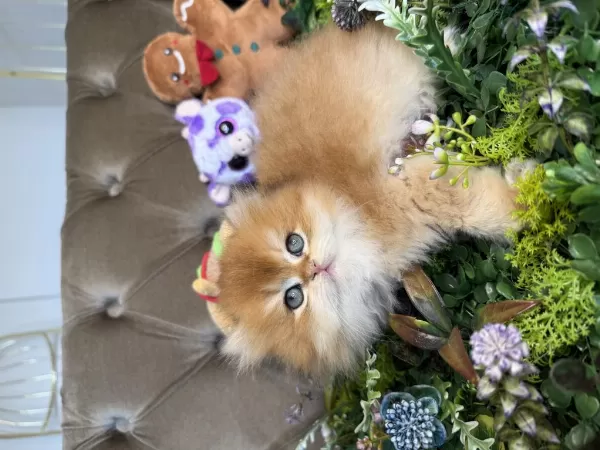 Yüksek Kalite British Longhair