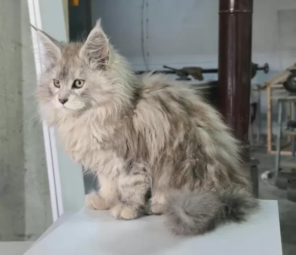 Xxxl Üst Kaliteli Dişi Maine Coon