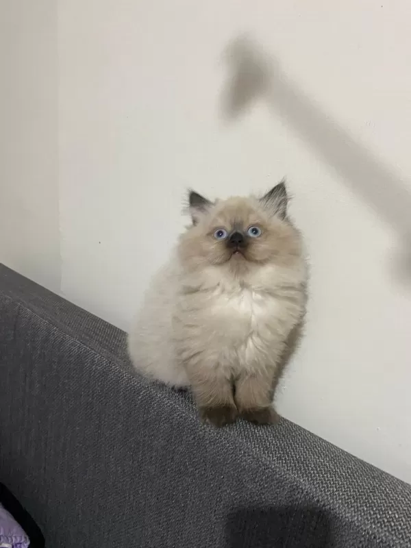 British Longhair Kedimiz