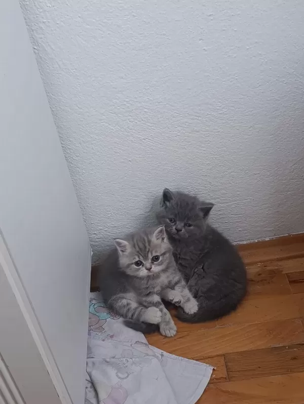 2 Aylık Yavru Rezerveye Acık 1 Erkek Ve 1 Dişi