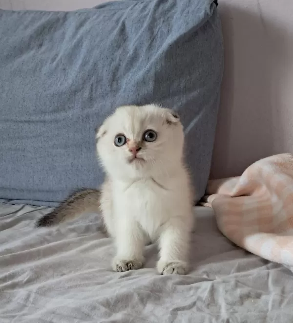 Scottish Fold Point Dişi