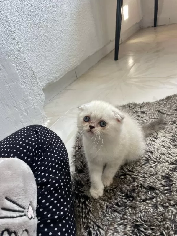 Scottish Fold Blue Point Yavrularımız